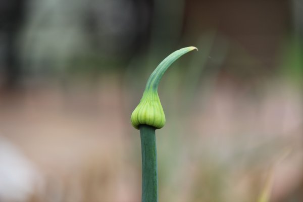 Кракен 9 at
